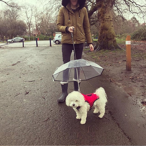 Dog's Transparent Umbrella  With Traction Chain Removable Umbrella Pet Products